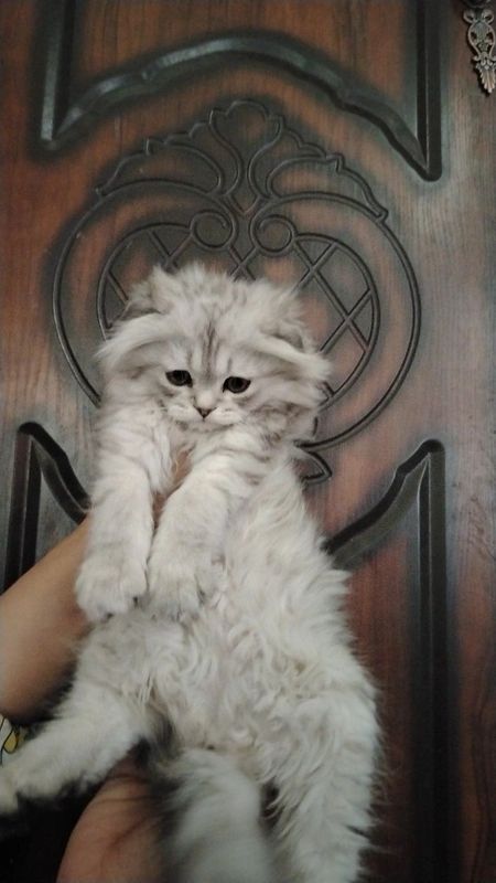 Мушук сотилади киз бола срочно ововрвррврврврвррврвртвововррарараррара