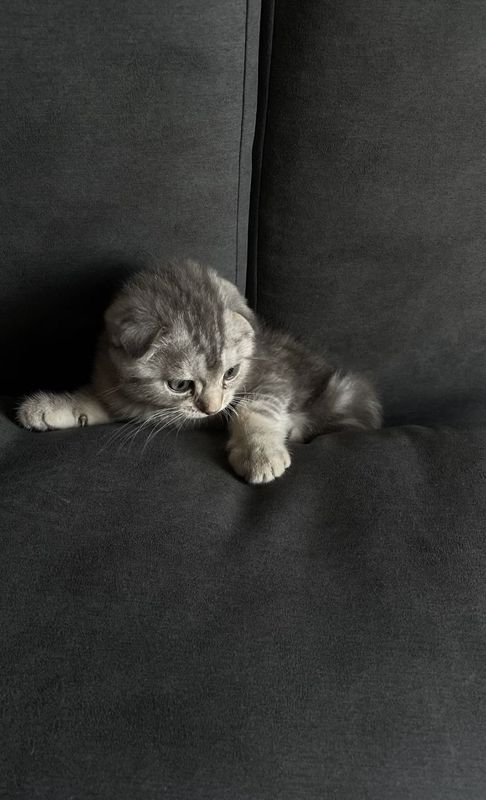 На продаже котята На продаже котята