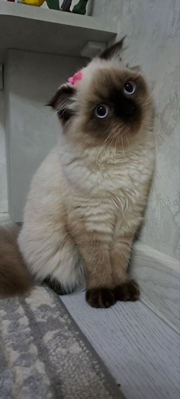 Скоттиш фолд, Scottish fold Скоттиш фолд, Scottish fold