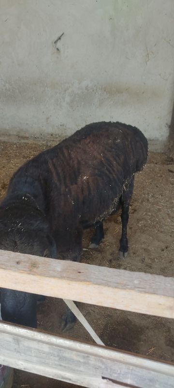Qaõchqor sotiladi Qaõchqor sotiladi