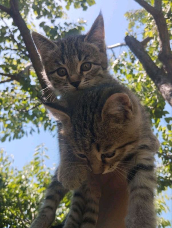 котята в добрые руки котята в добрые руки