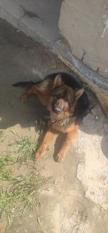 Nimetiski afcharka . (İt ) Nimetiski afcharka . (İt )