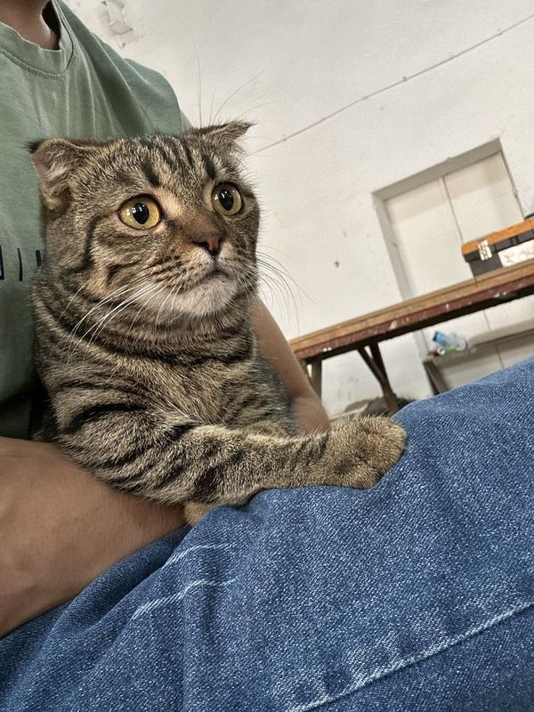 Кошкка скотч фолз