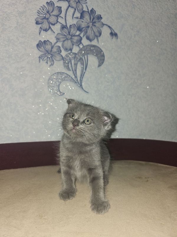 Продаётся котёнок скотиш фолд Продаётся котёнок скотиш фолд