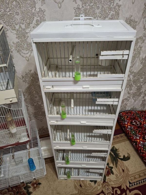 Kanareyka qafaslari Kanareyka qafaslari