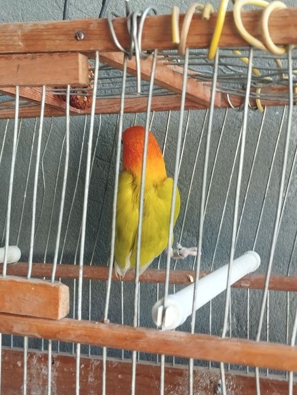 Toti ohirgi zotlaridan