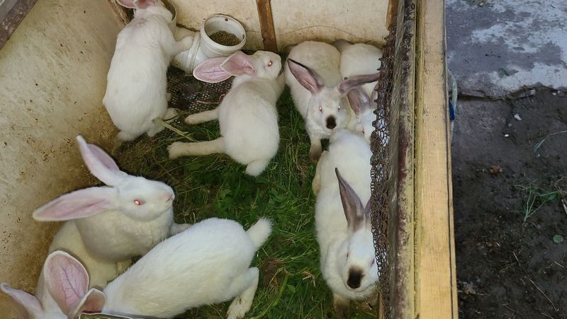 Продаю Кролик Великан Продаю Кролик Великан