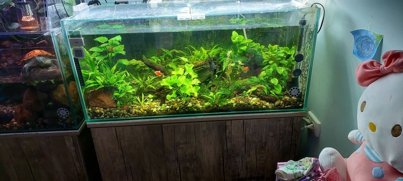 Akvarium sotiladi. Akvarium sotiladi.