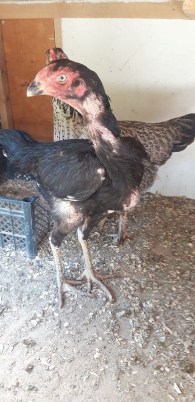 Pataki tovuq bilan Dakan tovuq