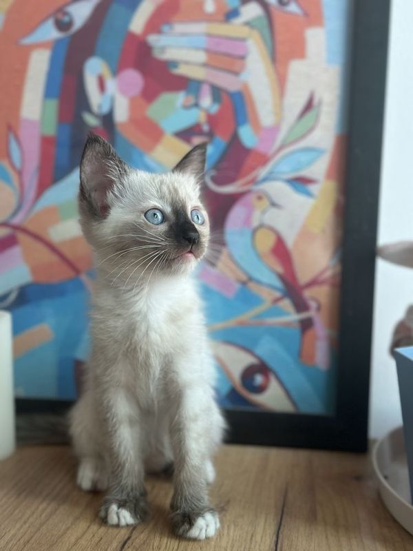 Отдам котят очень красивые Отдам котят очень красивые