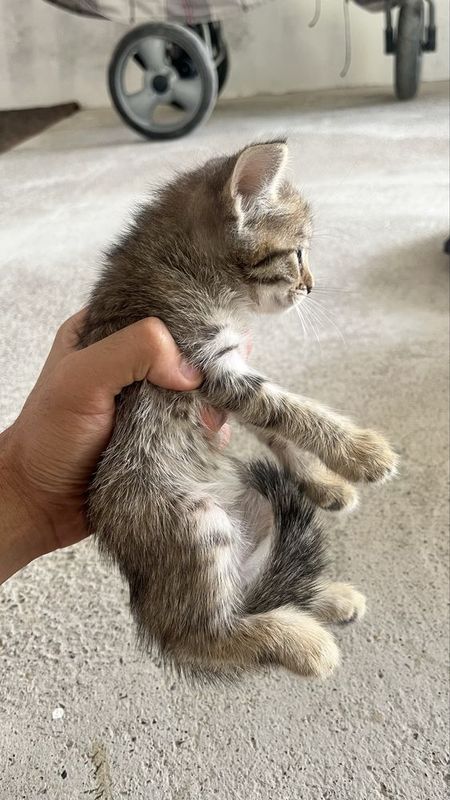 Кошки 4 2 месяца Кошки 4 2 месяца