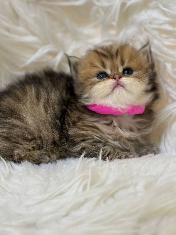 Персидский котёнок золотая шиншилла Персидский котёнок золотая шиншилла