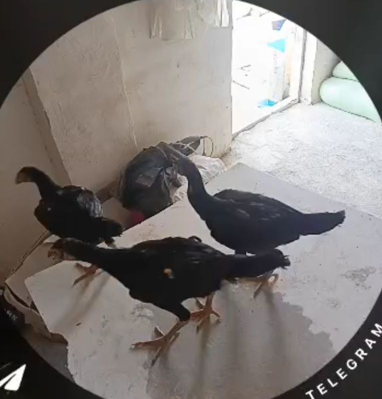 Ganoya jojalar sotuvda Ganoya jojalar sotuvda
