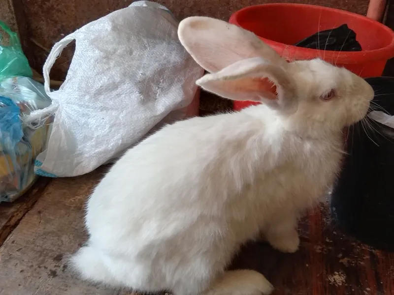 Продам крольчат породы белый Великан все прививки зделаны