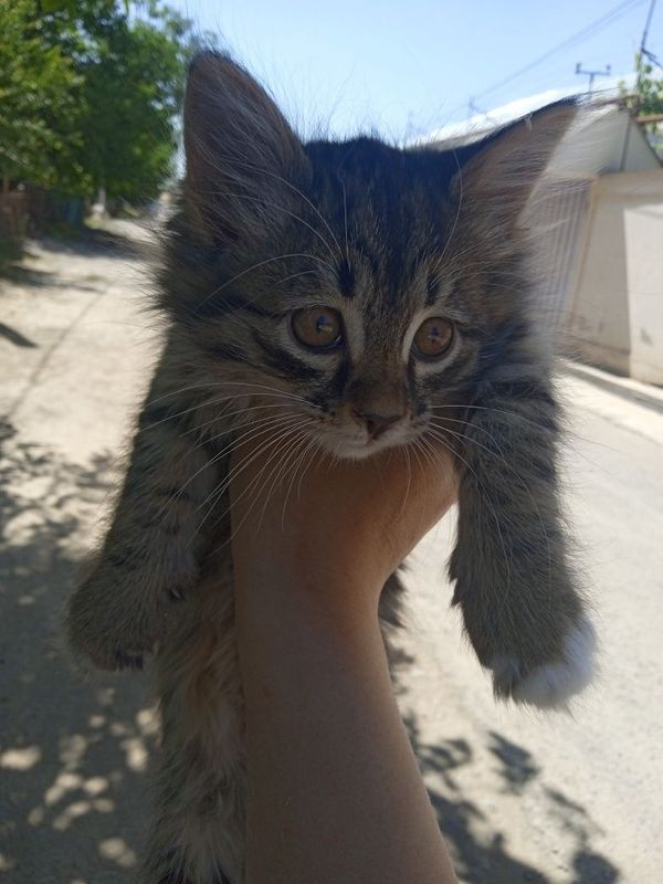 3 oylik qiz bola mushuk 3 oylik qiz bola mushuk