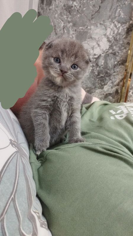 Scottish fold va Scottish strayt mushukchalar