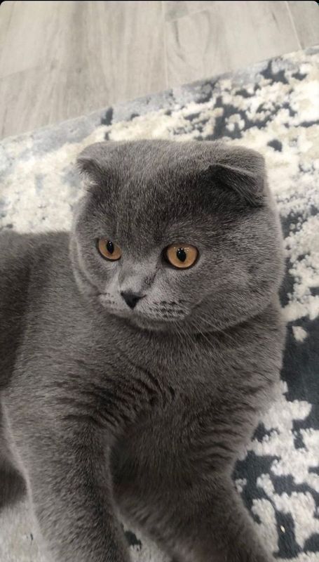 Пародисты кошка скотиш фолд Пародисты кошка скотиш фолд