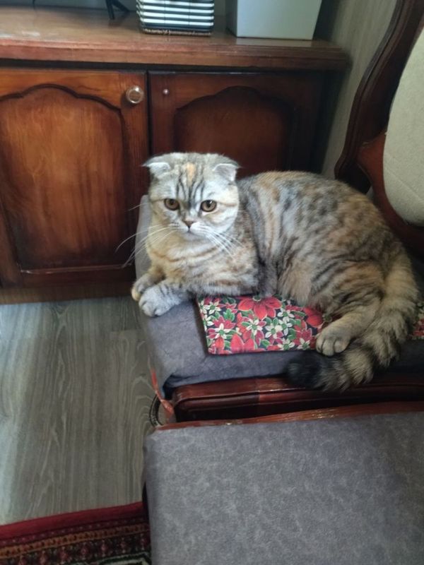 Продам скотиш фолд девочка 1 годик Продам скотиш фолд девочка 1 годик