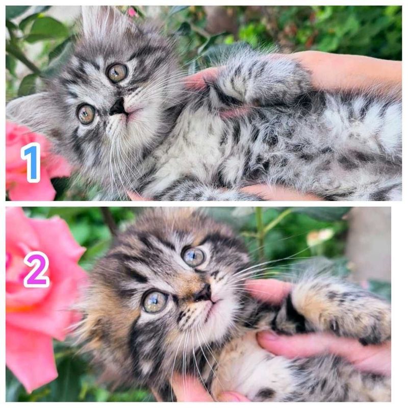 Котята скотиш страйт и фолд Котята скотиш страйт и фолд