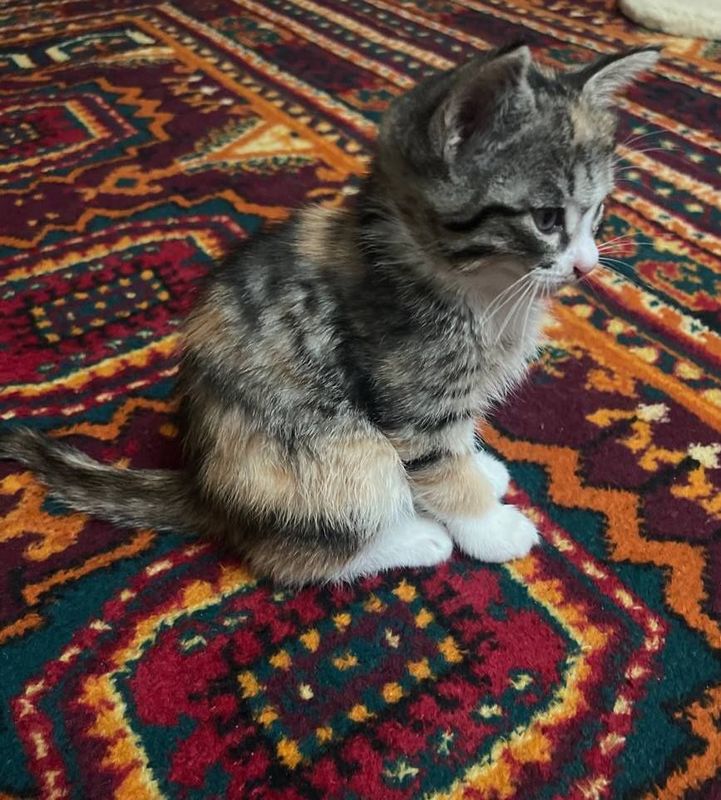 Котята в хорошие руки Котята в хорошие руки