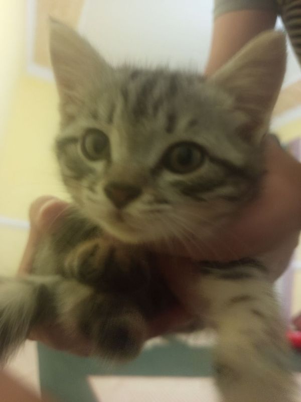 Продаем котенка Пышык сатамыз Я бы сама оставила но у меня 2 кошек Продаем котенка Пышык сатамыз Я бы сама оставила но у меня 2 кошек