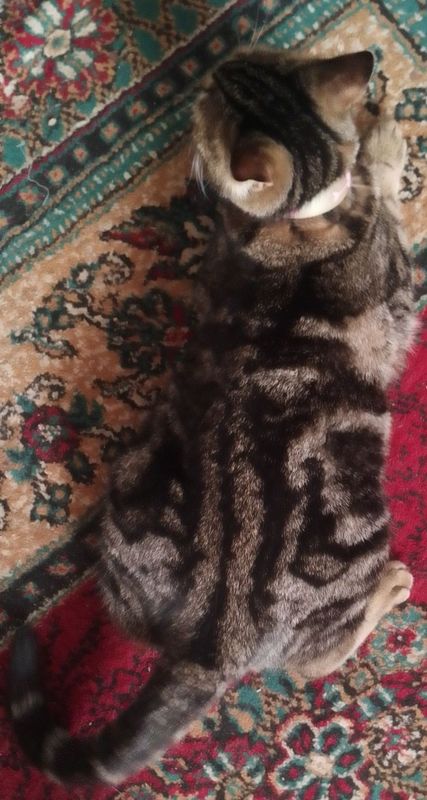 Muwu sotladi bengal