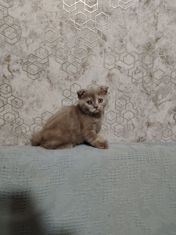 Котёнок Скоттиш фолд, девочка Котёнок Скоттиш фолд, девочка