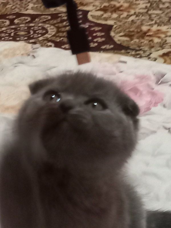 Шотландские вислоухие кошки Шотландские вислоухие кошки