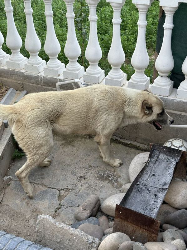 Умный воспитанный Алабай Умный воспитанный Алабай