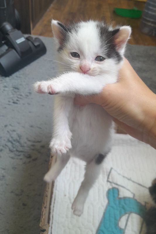 Котёнок мальчик 1,5 месяца Котёнок мальчик 1,5 месяца