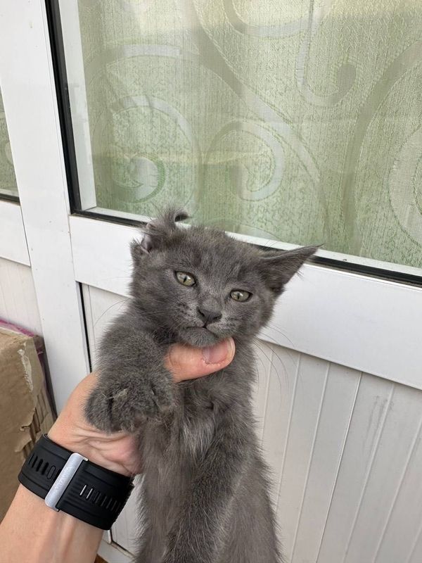 Отдам котёнка в добрые руки Отдам котёнка в добрые руки