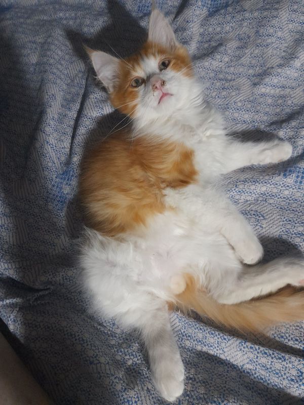 Отдам котят, только, в добрые руки Отдам котят, только, в добрые руки