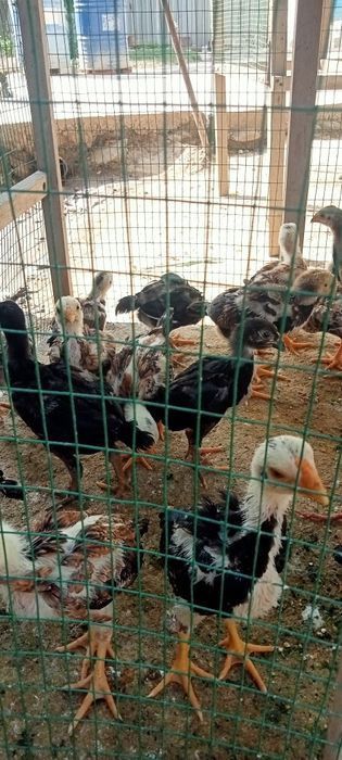 Дакан жожалари 2ойларга якинлашиб колди шамо+корейс еб ичишлари яхши