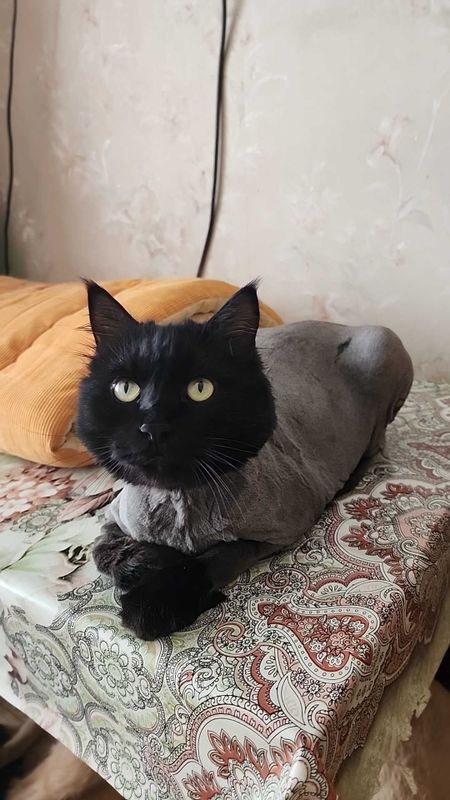 Стрижка кошек и собак на дому Стрижка кошек и собак на дому