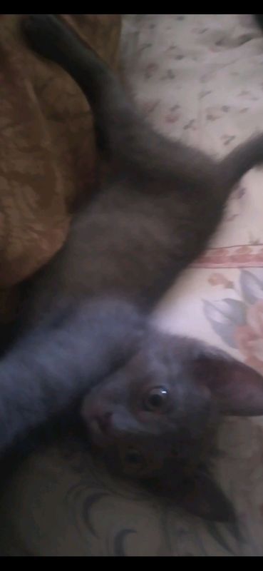 🐈Mushuk Sotiladi🐈