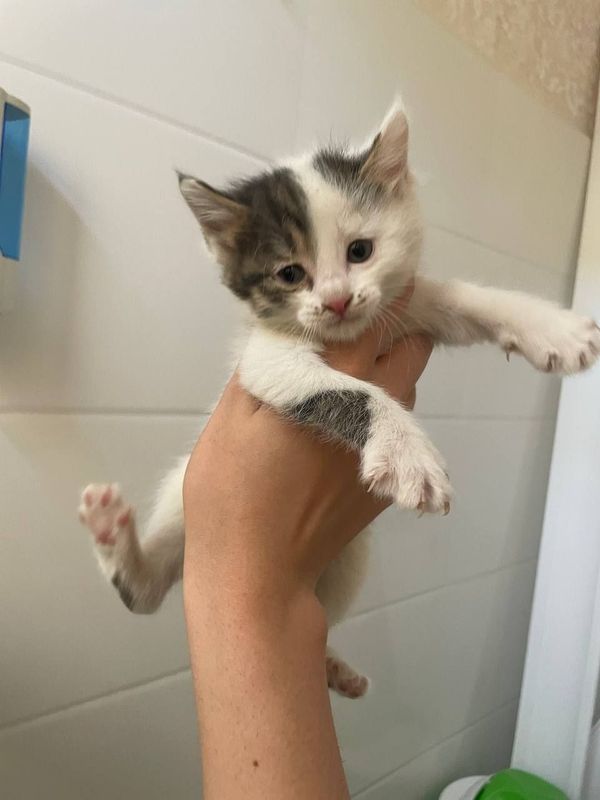 отдам даром котята игривые отдам даром котята игривые