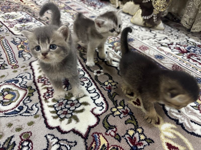 Продаются котята Продаются котята