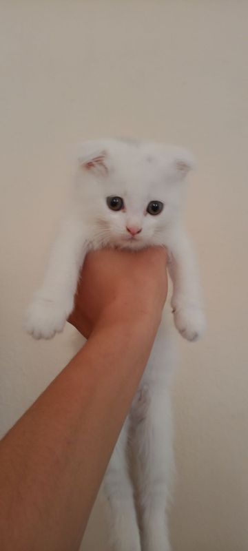 Mushuk bolalari 2 oyli Mushuk bolalari 2 oyli