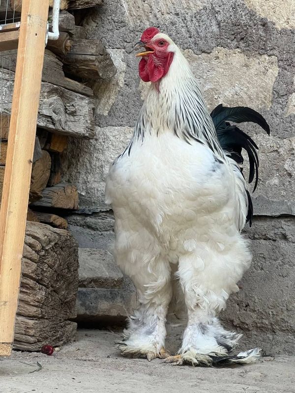 Brama tuxumlari bor Brama tuxumlari bor