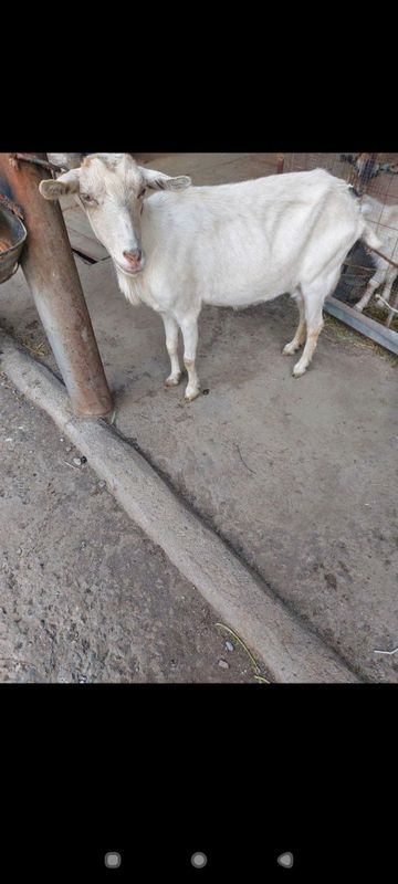 Sutli echki sotiladi Sutli echki sotiladi