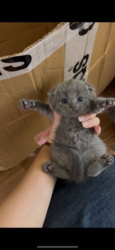 Scottish fold & scottish strayt mushukchalar sotiladi