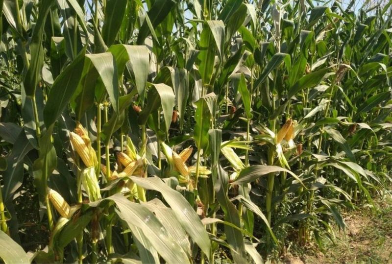 Makka sotiladi silosga orib beriladi 20 gegtar bor