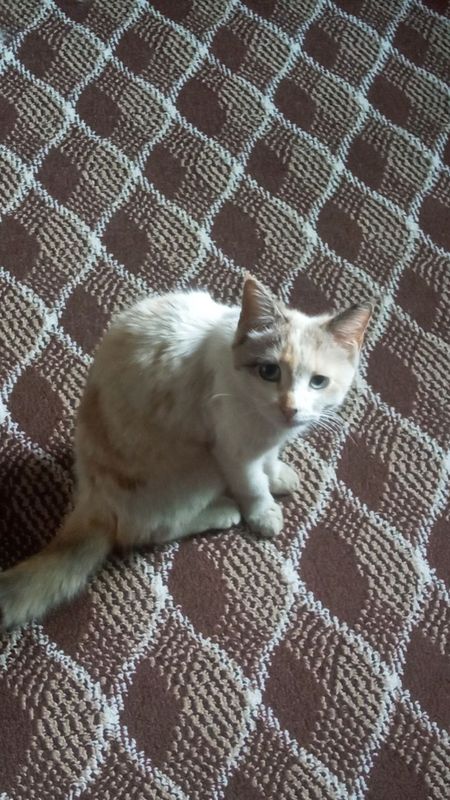 Отдам даром котят