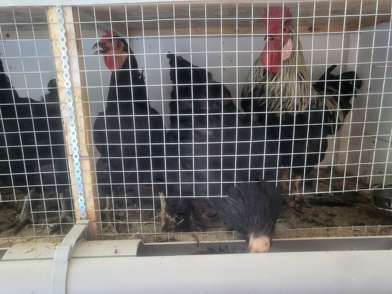Uy va inkubator tovuqlari Uy va inkubator tovuqlari