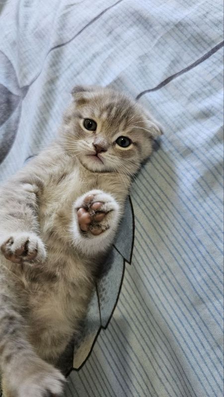 Продаются котята Продаются котята