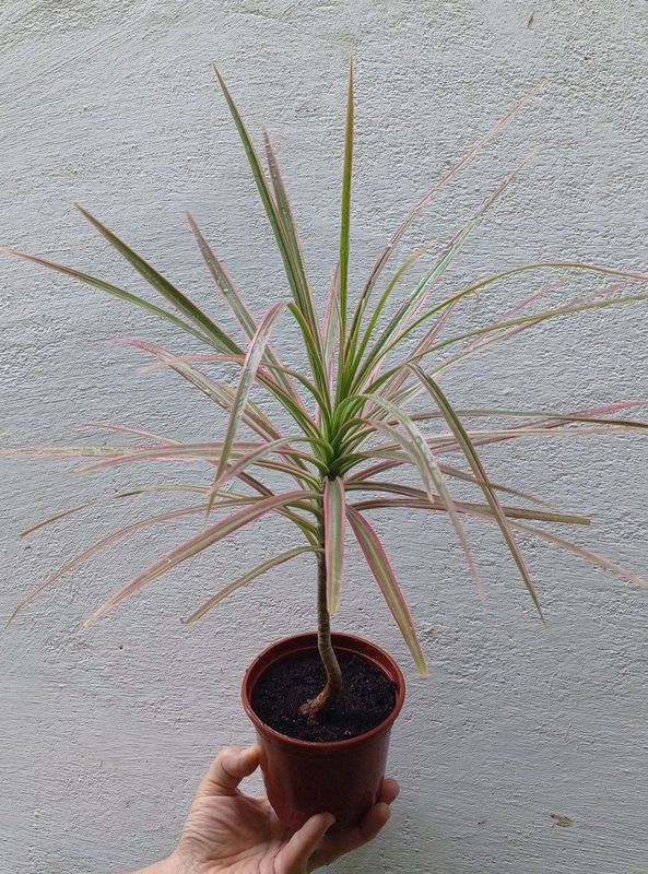 Драцена ( Dracaena marginata 'Tricolor' ). Цветы для дома и офиса.