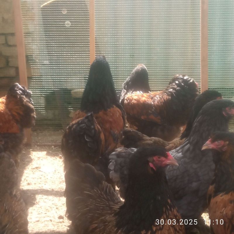 Продаются куры и петухи брама Продаются куры и петухи брама