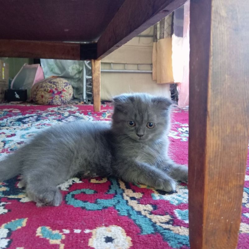 Британские кошки Британские кошки