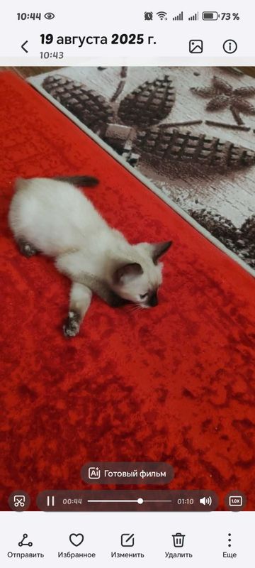 Сиамский котенок Сиамский котенок