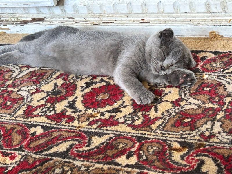 Продается котенок Продается котенок